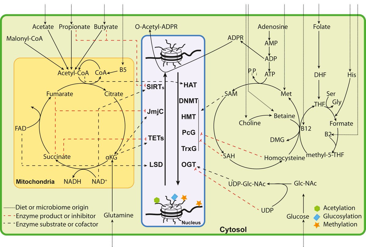 Molecular Metabolism tweet media