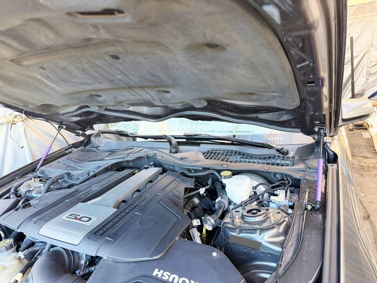 タヌエルになりました。 tweet media