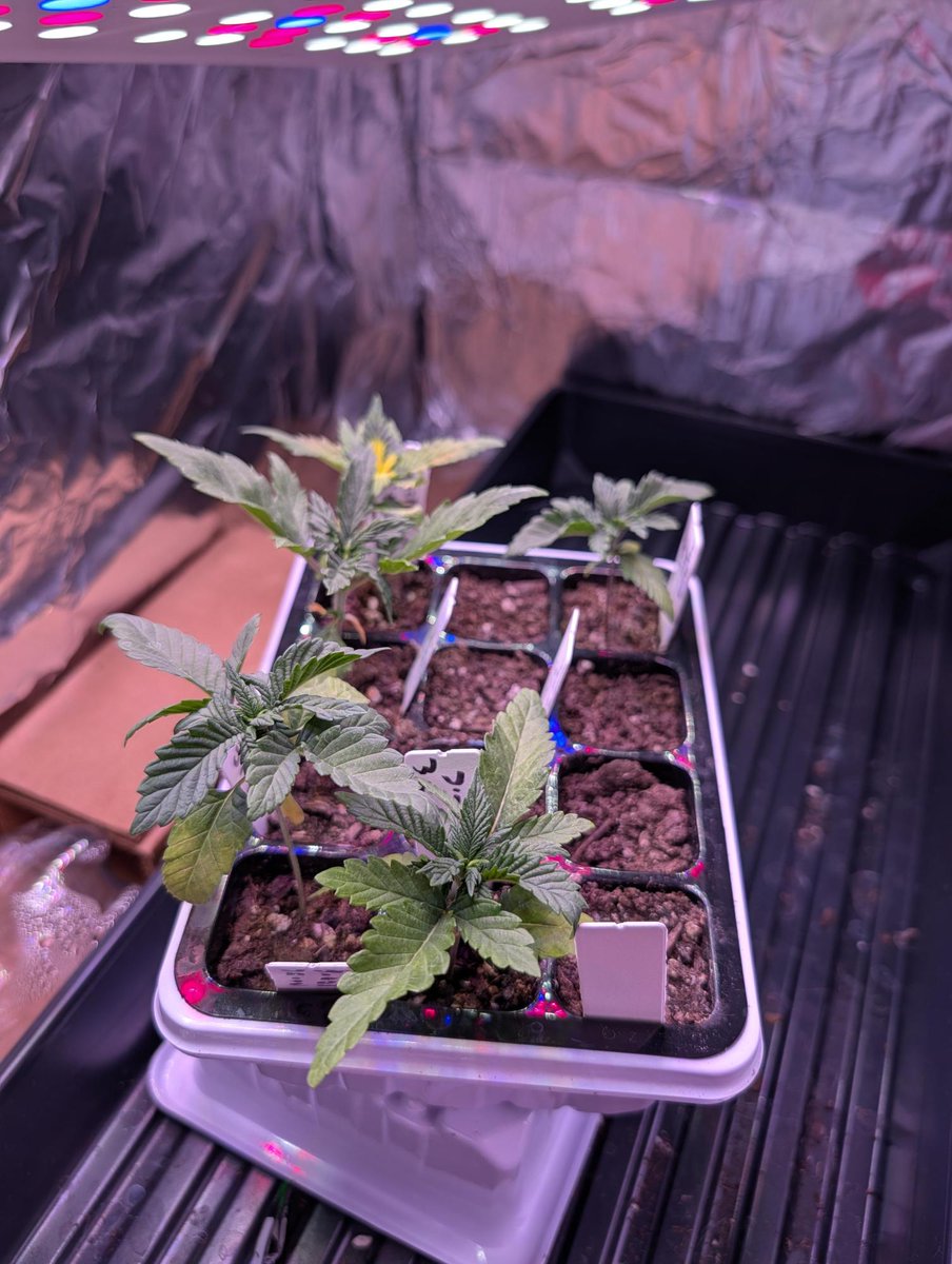 grow.diaries tweet media