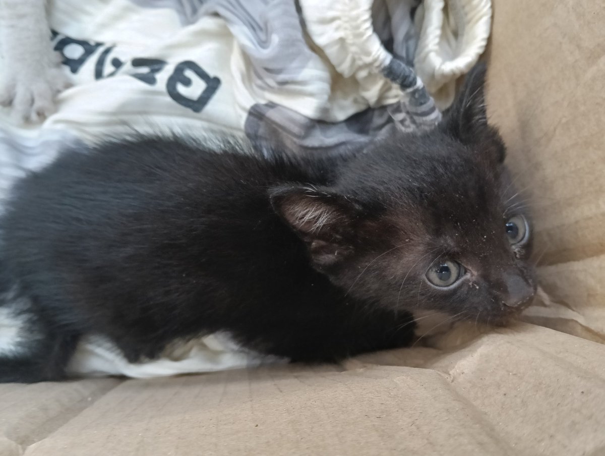 chinchinlaw tweet media