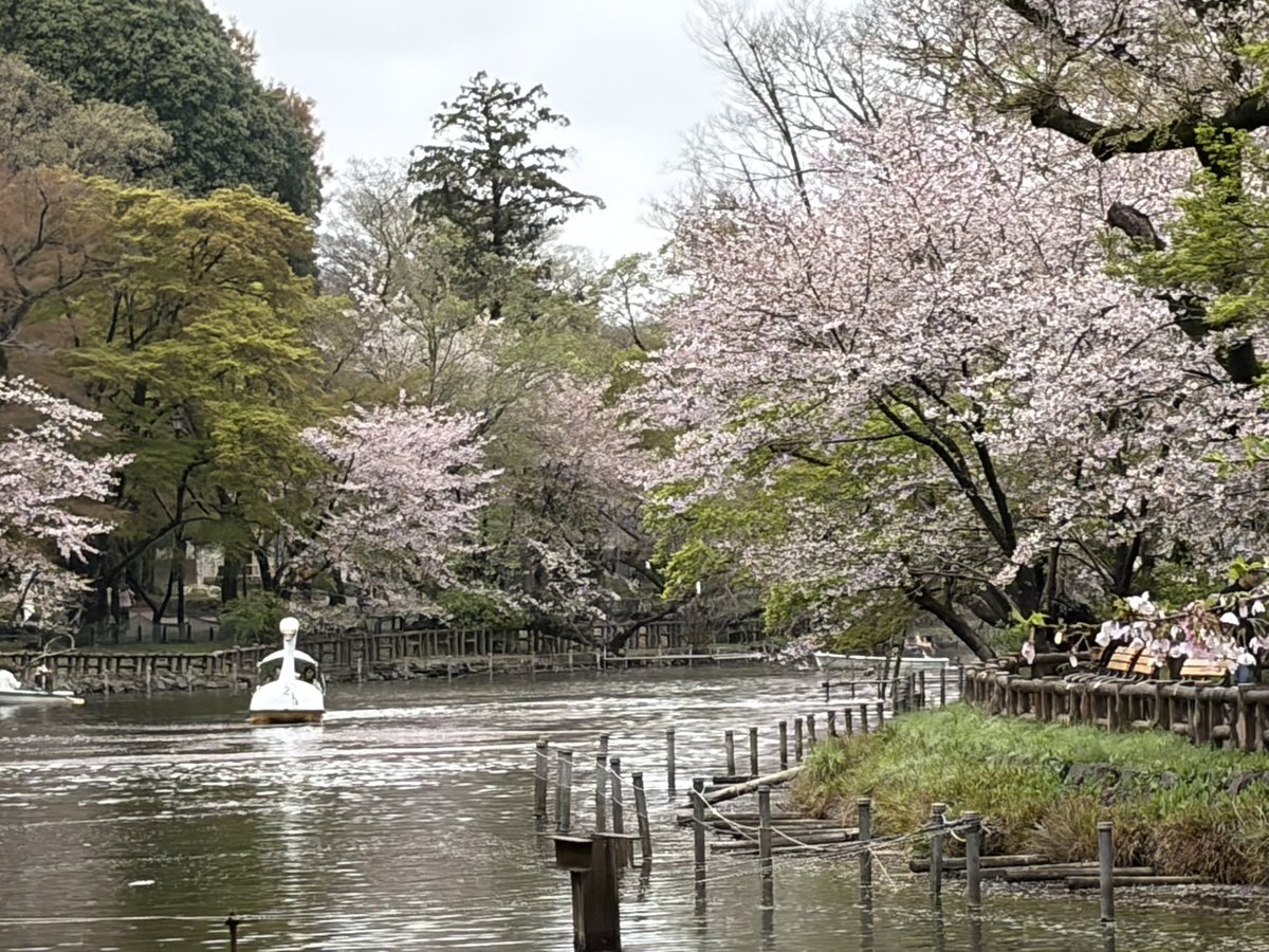 ekubo-mama tweet media