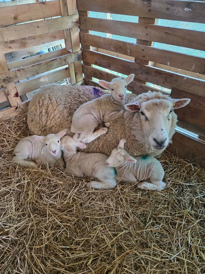 FarmingUK tweet media