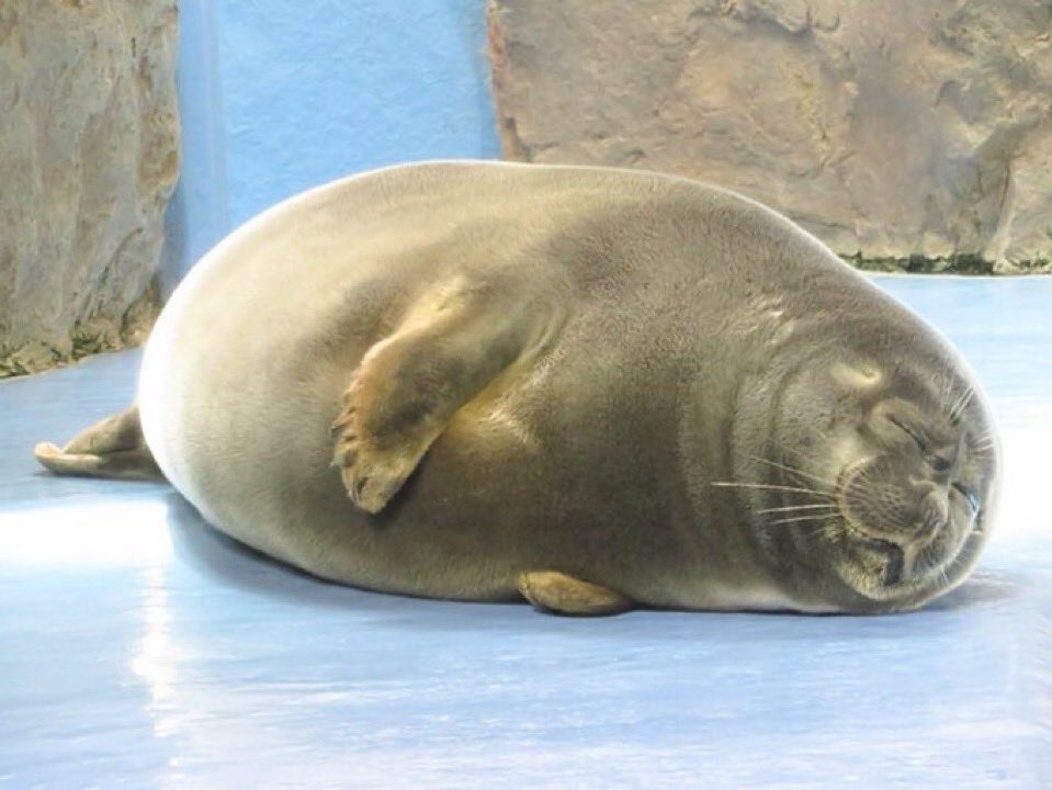 🇵🇸 tweet media