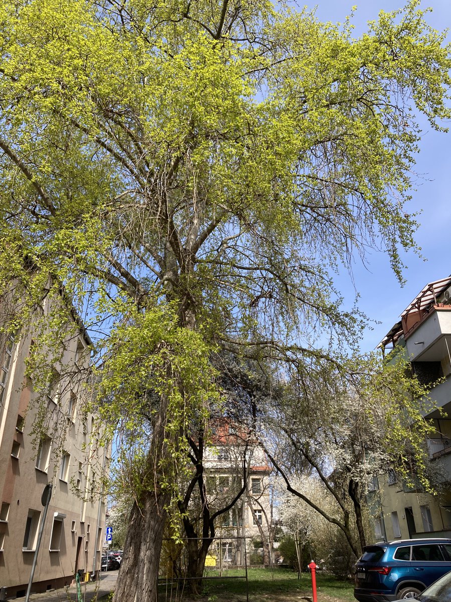 ks. Marek Lis ن tweet media