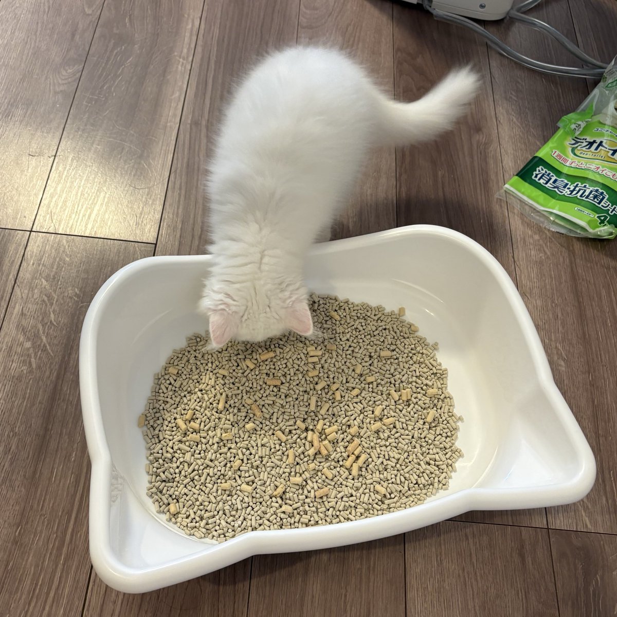 るあ(サイベリアン) tweet media