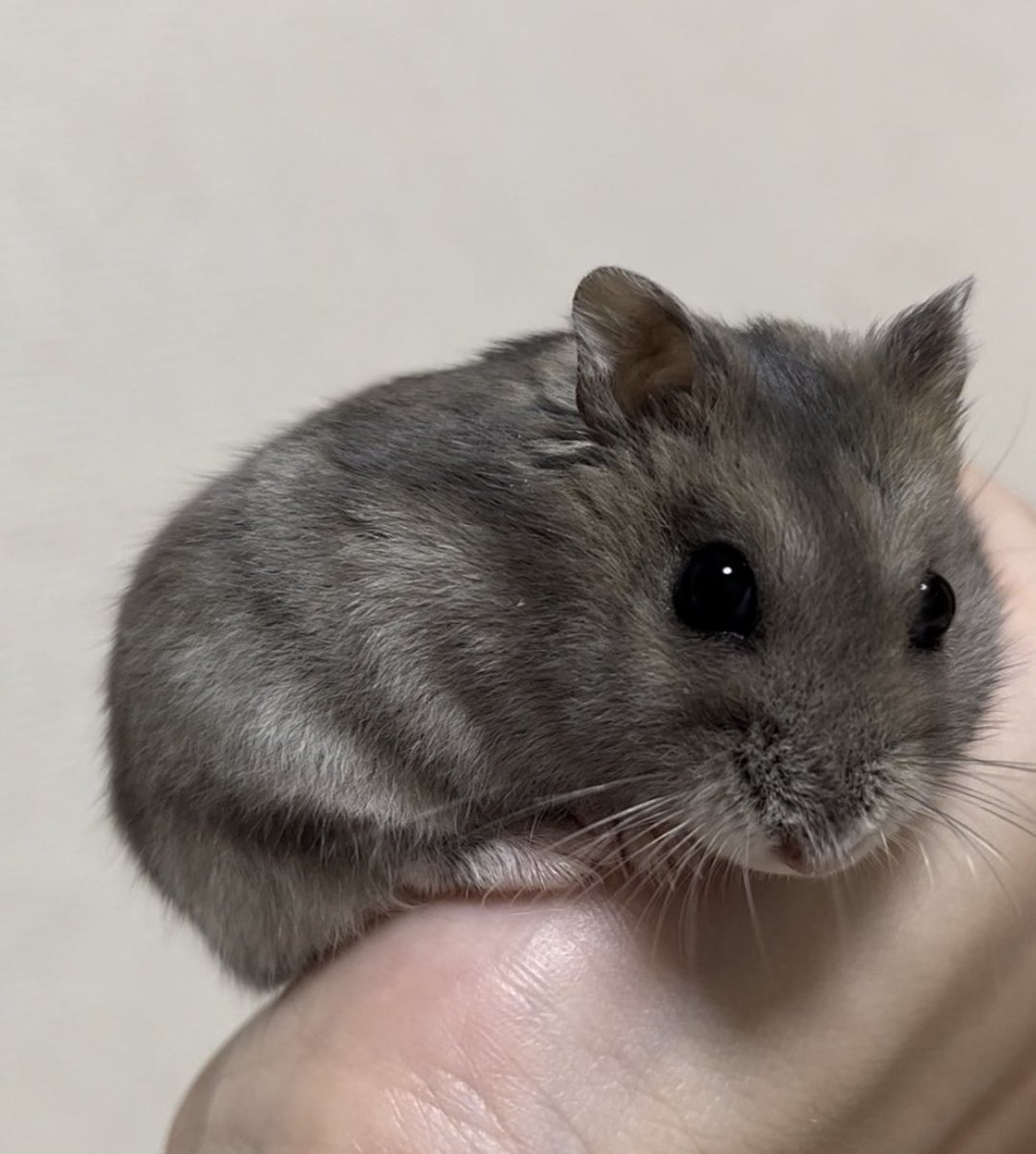 あるとす。 tweet media