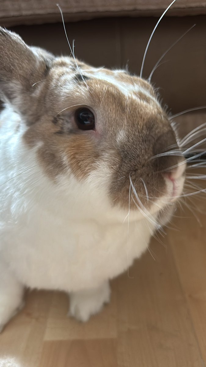 robyn 👱🏻‍♀️& paddy 🐰 tweet media