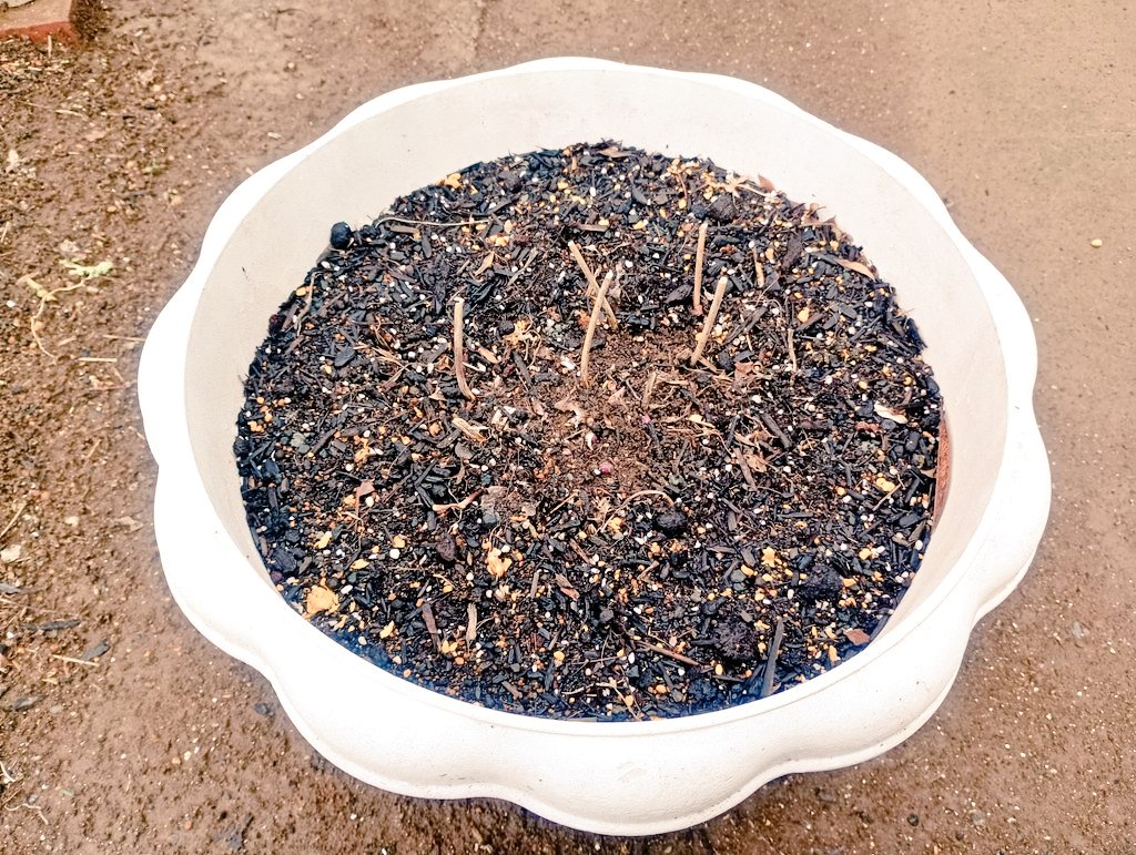 しまど/simadjp tweet media