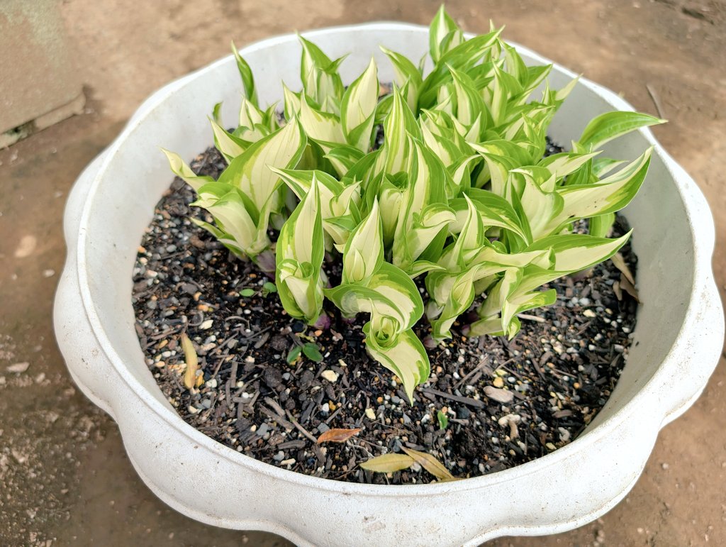 しまど/simadjp tweet media