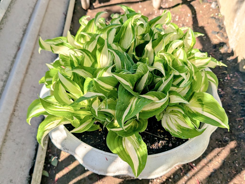 しまど/simadjp tweet media