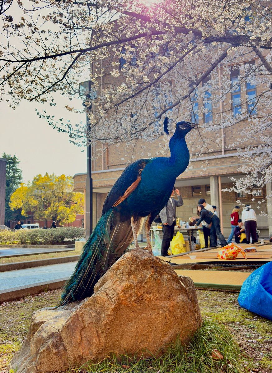 京都大学クジャク同好会 tweet media