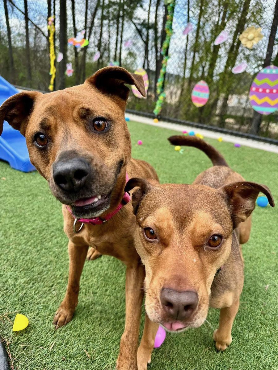 Big Trouble Ben Bishop tweet media