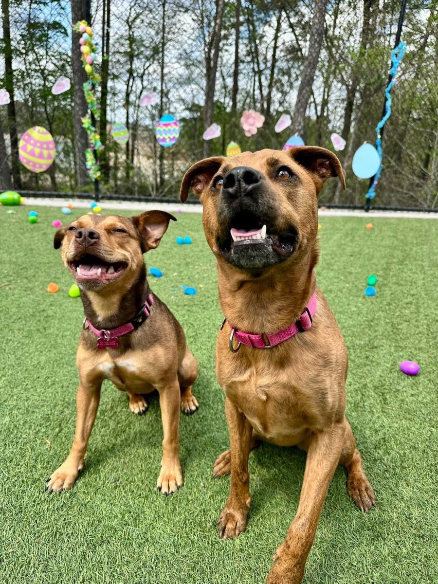 Big Trouble Ben Bishop tweet media