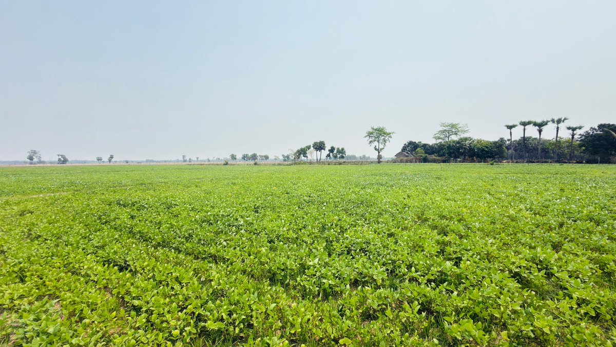 CHIEF DISTRICT AGRICULTURE OFFICER,BHADRAK tweet media