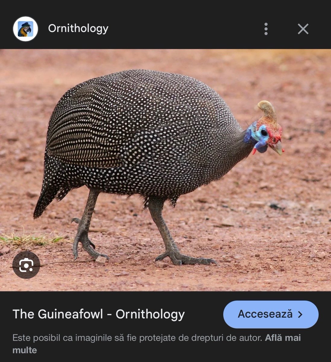 LUIS_XPALMER's tweet photo. @americanfrens @merlinscapital @Yugocana Just get a few guineas, they’ll clear your yard of ticks in no time. https://t.co/cQM4waodH0