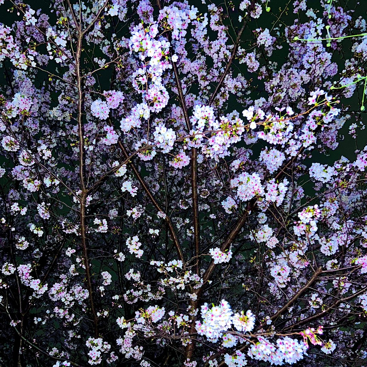 おやすみ. tweet media