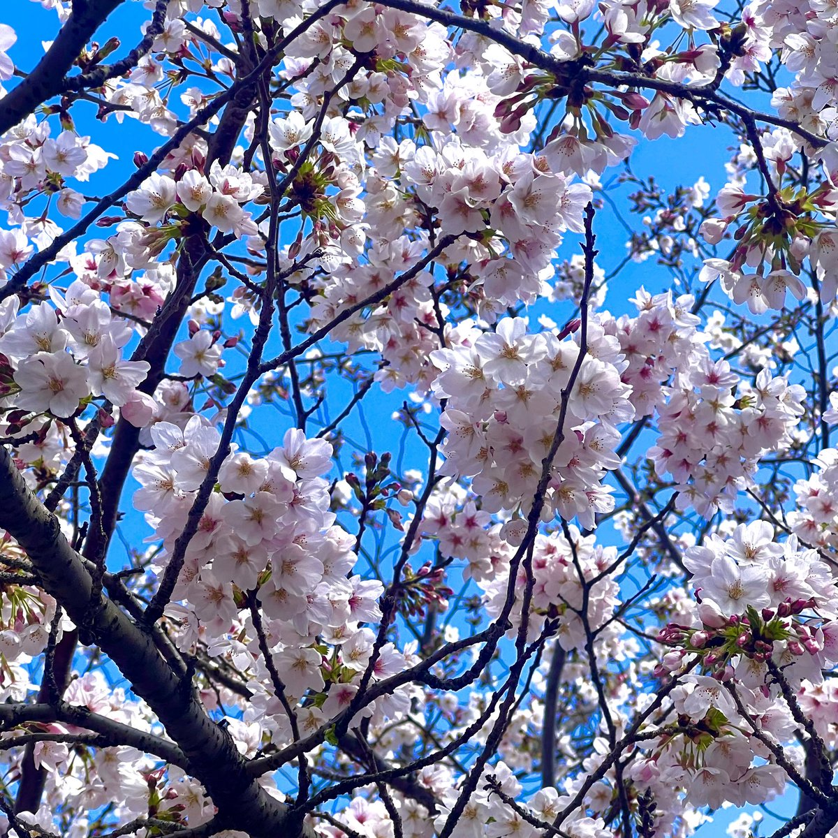 おやすみ. tweet media