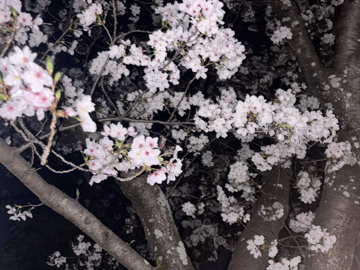 めら！ tweet media