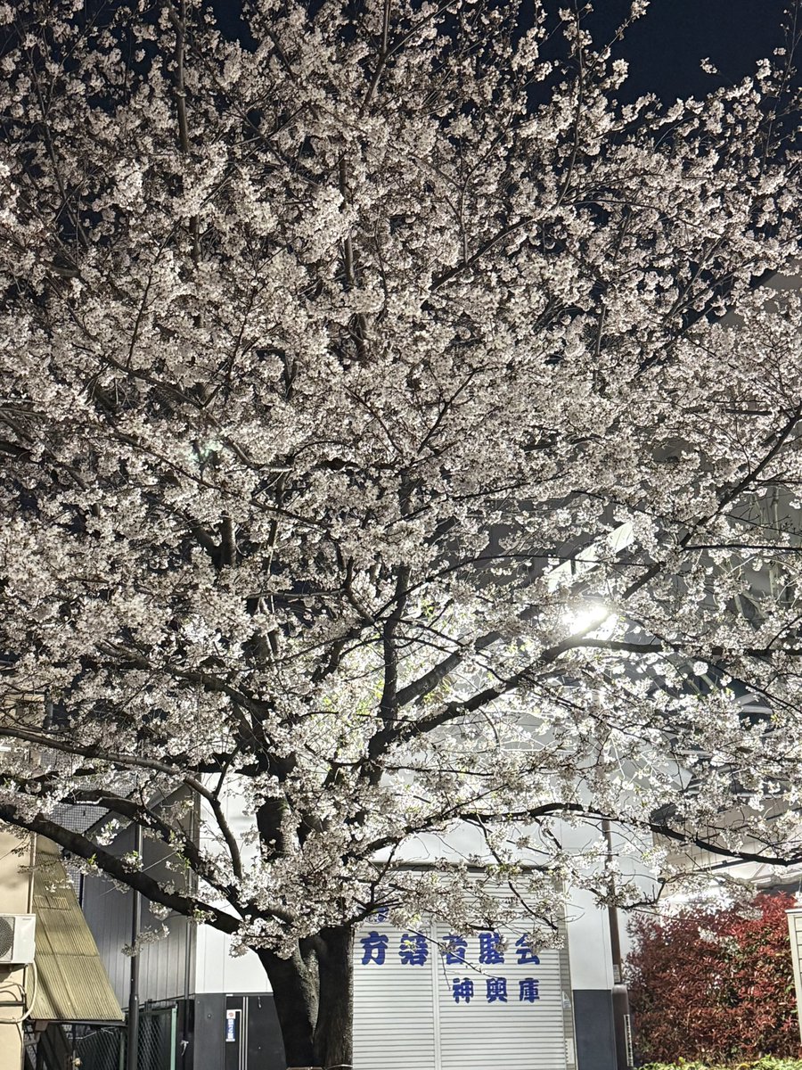 watanabe@2026.5.1池袋harevutaiワンマンライブ tweet media