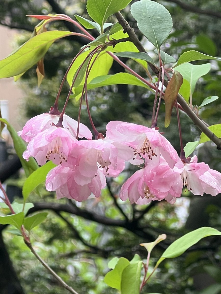 ホワイトローズ＠通称「ホワさん」「ホワちゃん」 tweet media