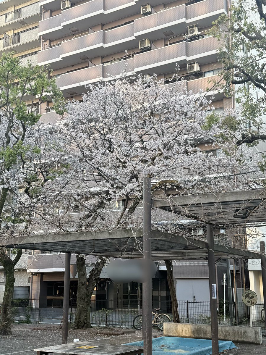風強くて桜吹雪過ぎてた🌸