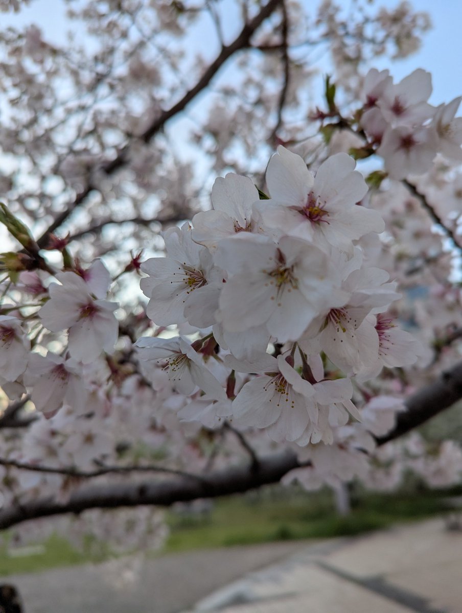 nerudeirinu's tweet photo. 仕事帰りにさくっと桜を撮ってきたー！！！ https://t.co/IDyF6DEXJH