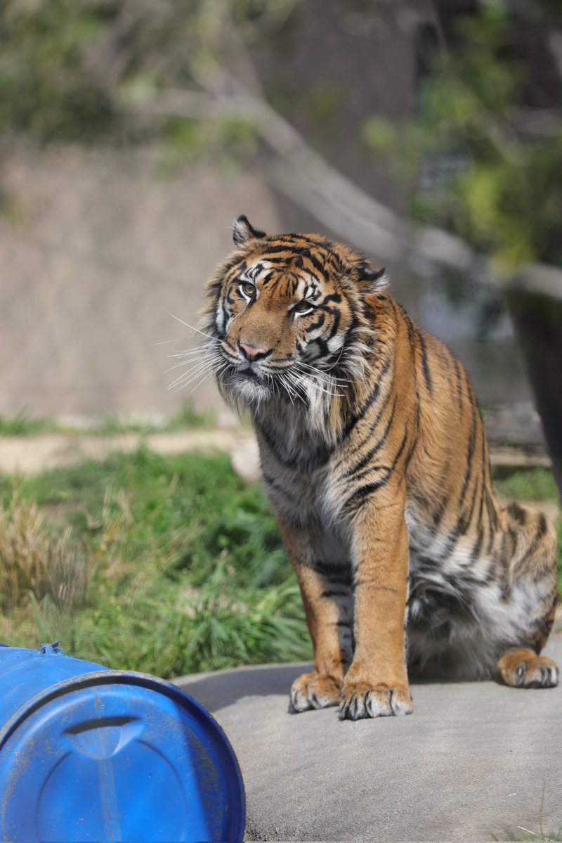 tabibito tweet media