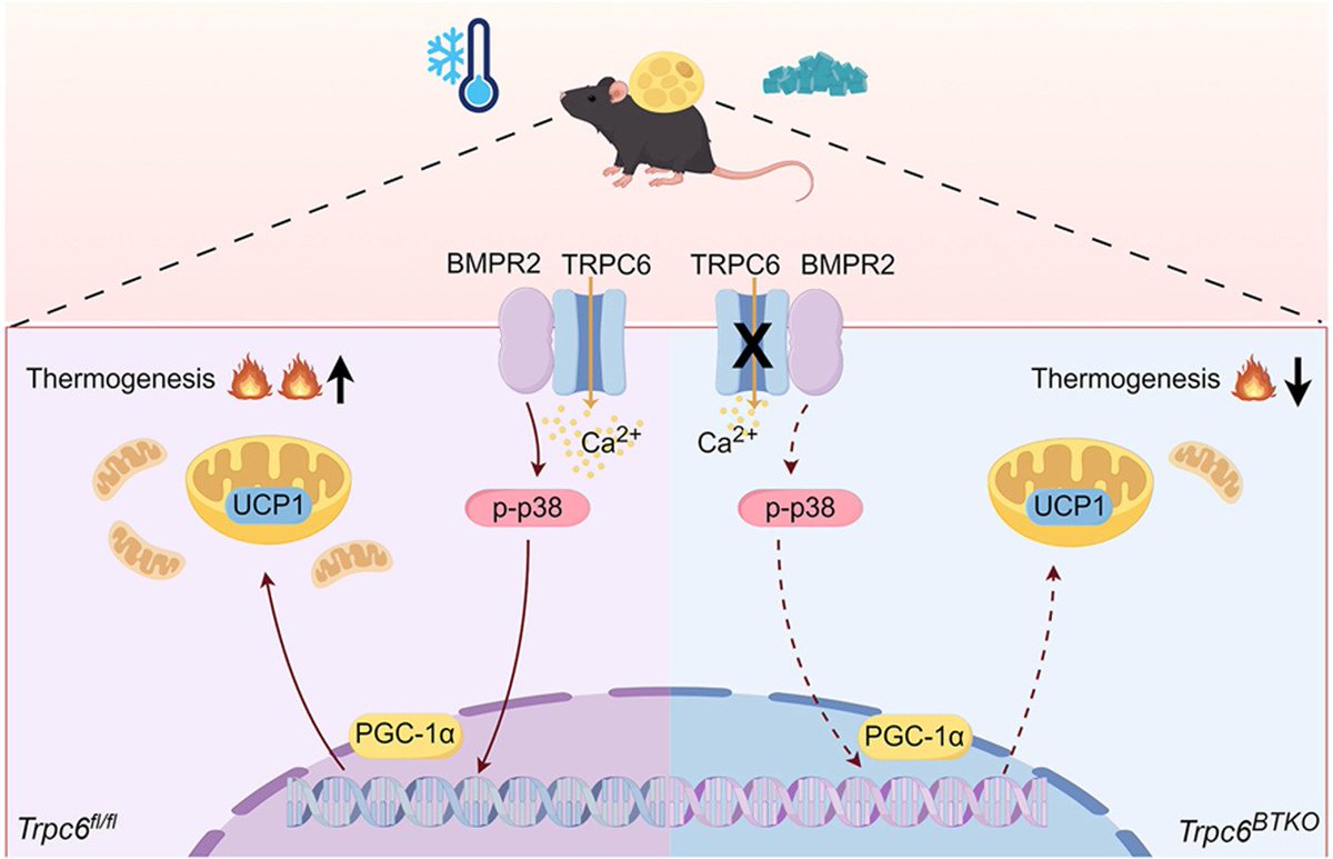 Molecular Metabolism tweet media