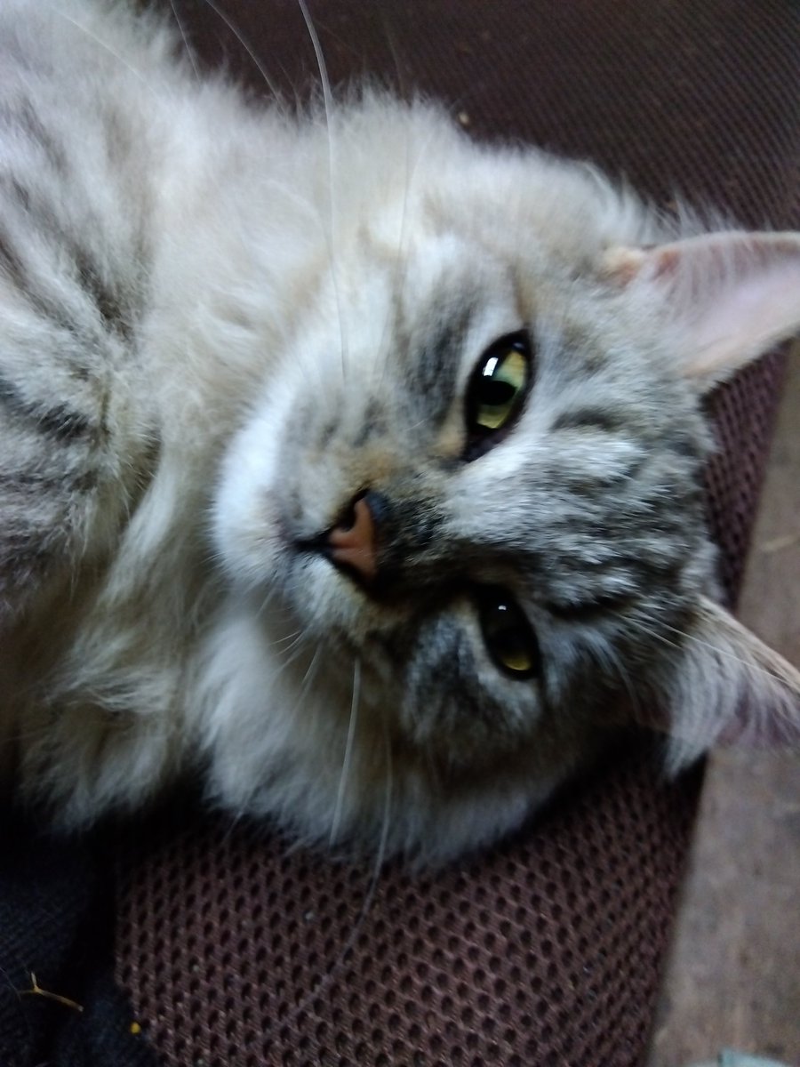 にゃんこ🐈‍⬛ tweet media