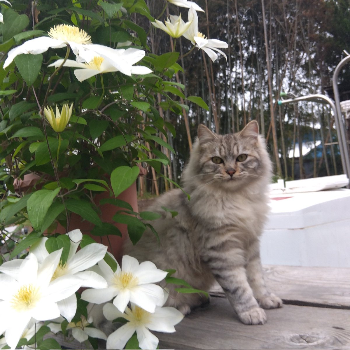 にゃんこ🐈‍⬛ tweet media