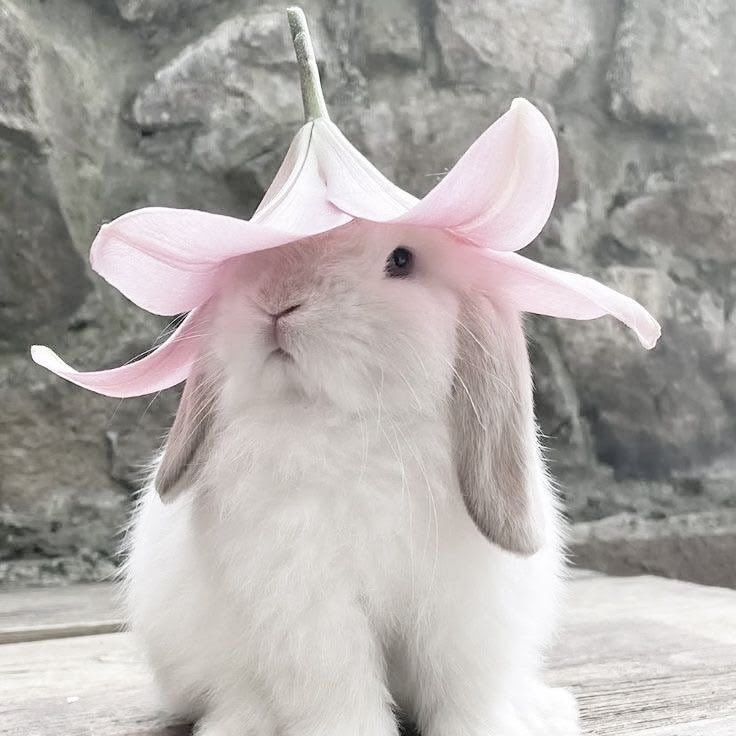 benrijola || VAI VER O BTS!! tweet media