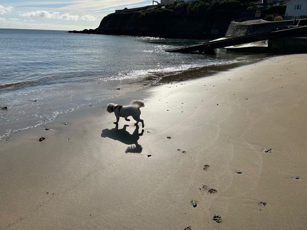 Daisy Dog tweet media