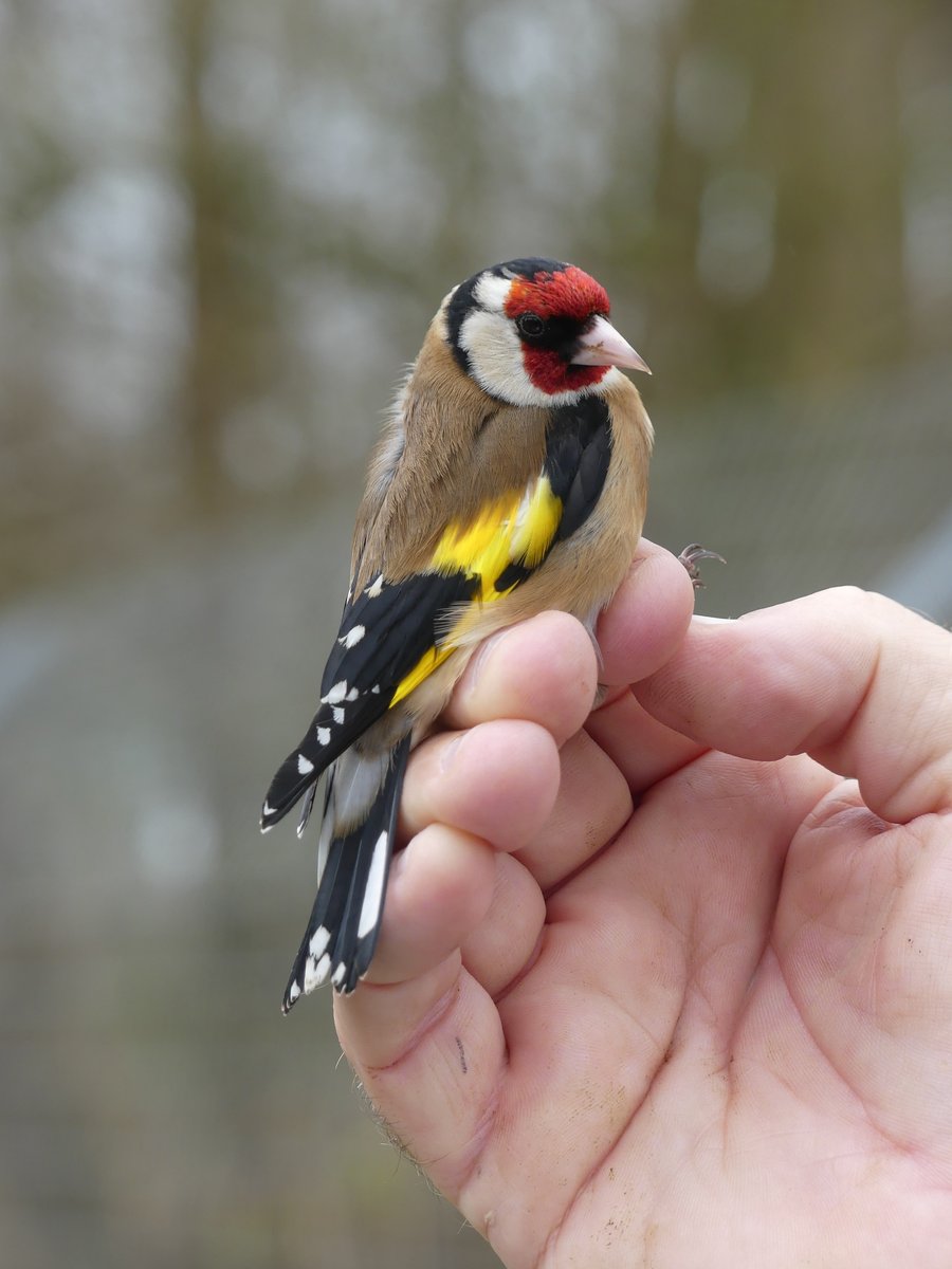 Iceni Bird Monitoring Group tweet media