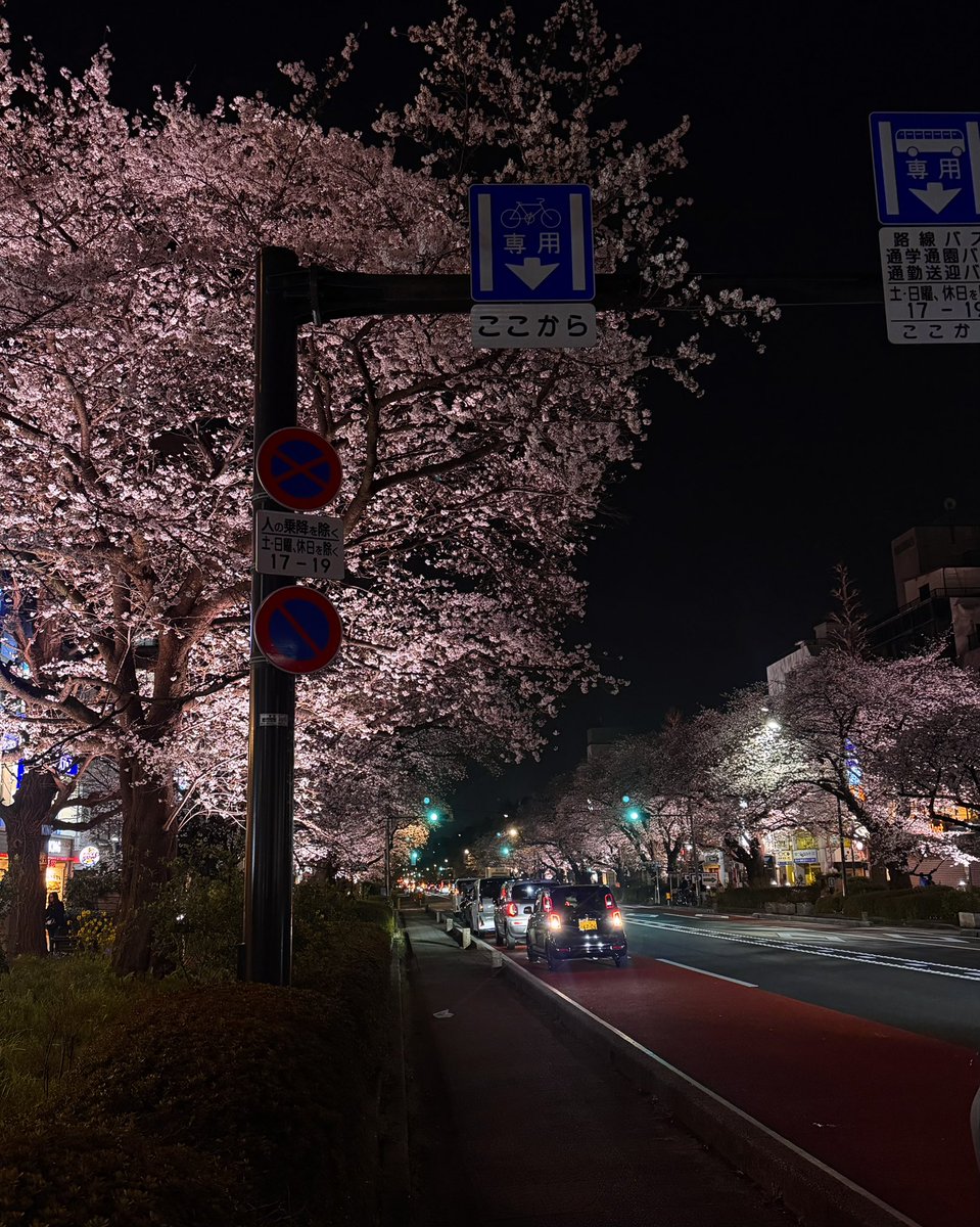tsuyoshi_hotate's tweet image. 国立駅南口、大学通りのライトアップは12日(日)まで行われています。

The illumination along Daigaku-dori Avenue at the Kunitachi Station South Exit will continue through Sunday, the 12th.

#さくら #陶芸工房 #potterystudio #国立市