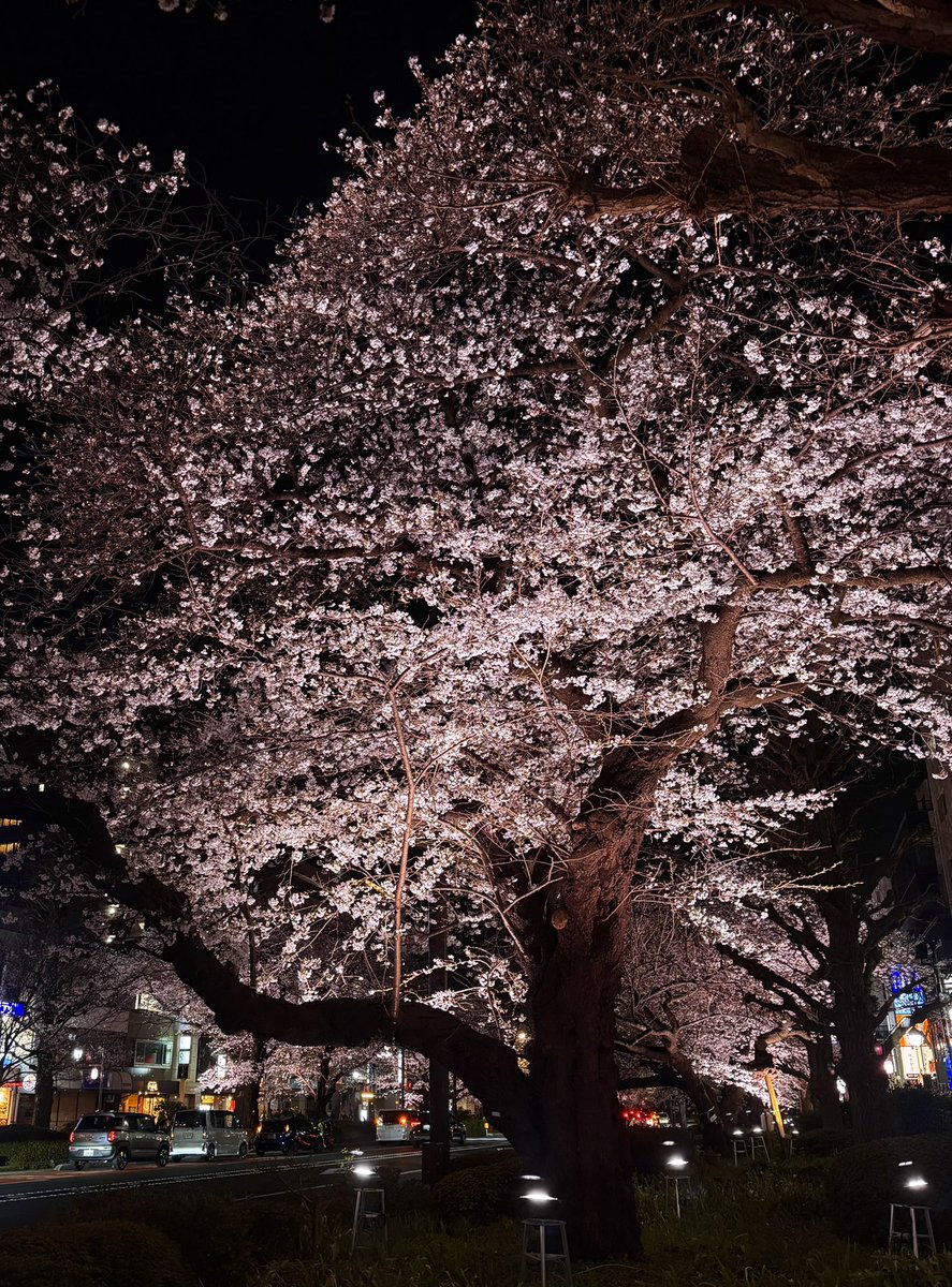 tsuyoshi_hotate's tweet image. 国立駅南口、大学通りのライトアップは12日(日)まで行われています。

The illumination along Daigaku-dori Avenue at the Kunitachi Station South Exit will continue through Sunday, the 12th.

#さくら #陶芸工房 #potterystudio #国立市
