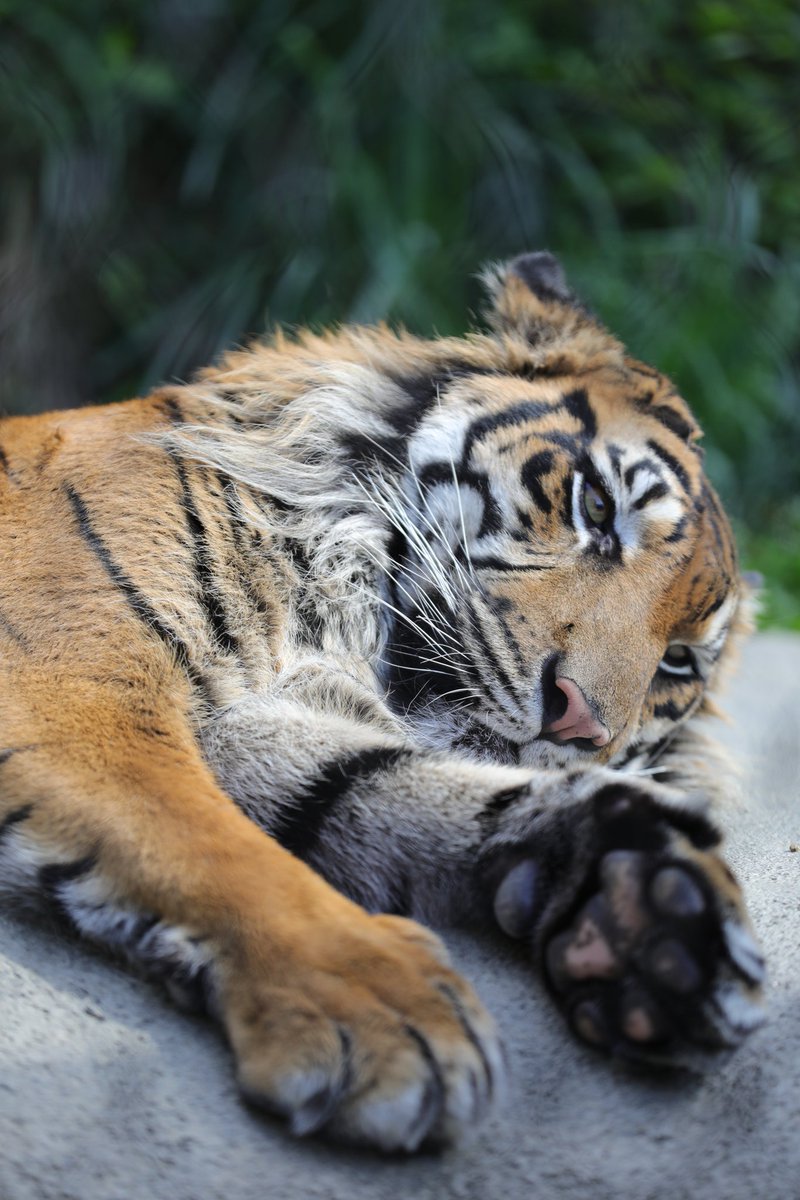 tabibito tweet media