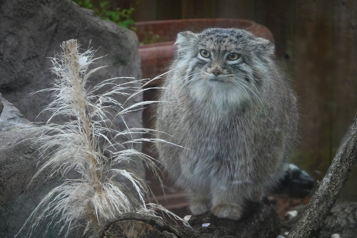 のりこま@のんです}🐈️ tweet media