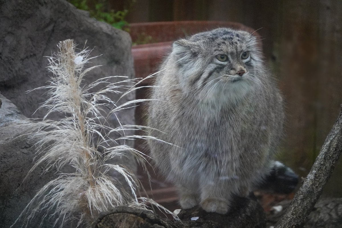 のりこま@のんです}🐈️ tweet media