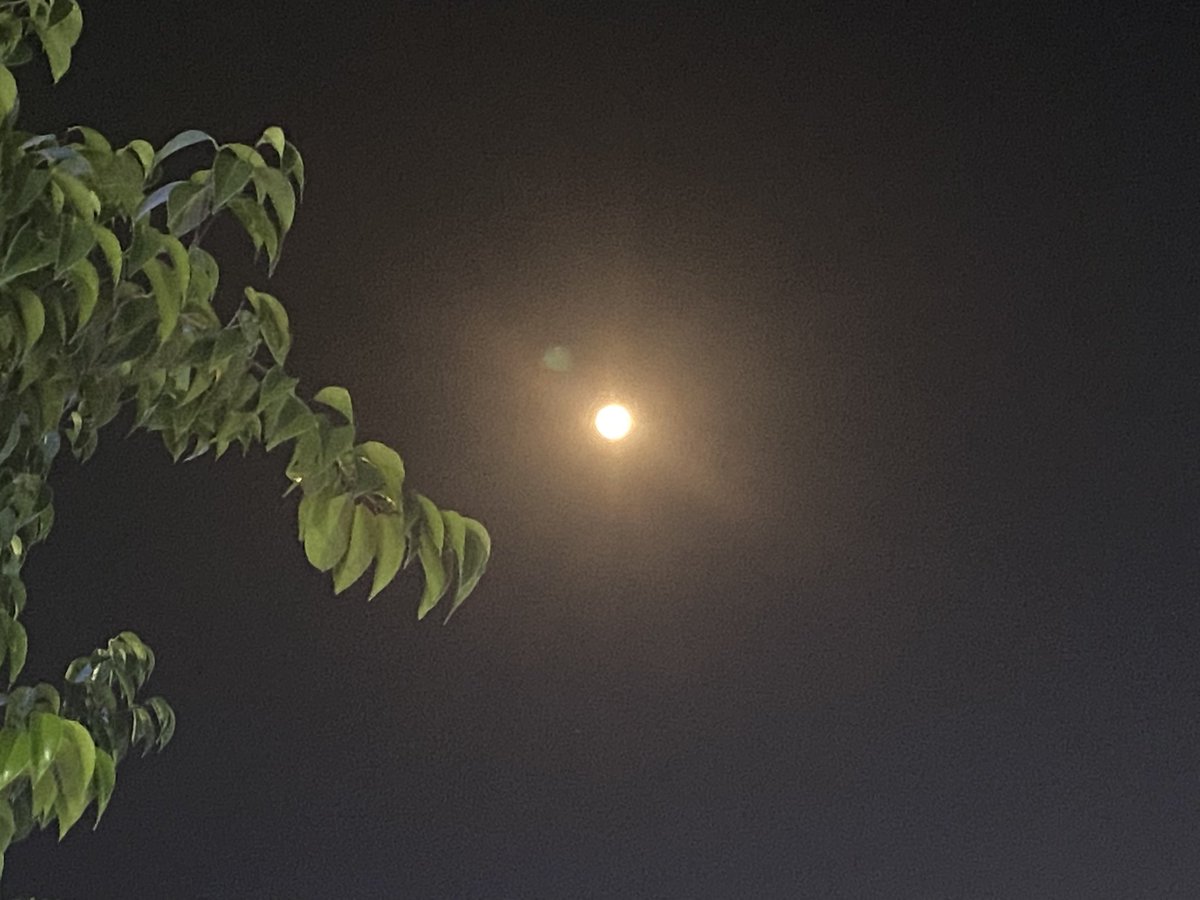 rosa 🌹 toph’s femme ♡ tweet media