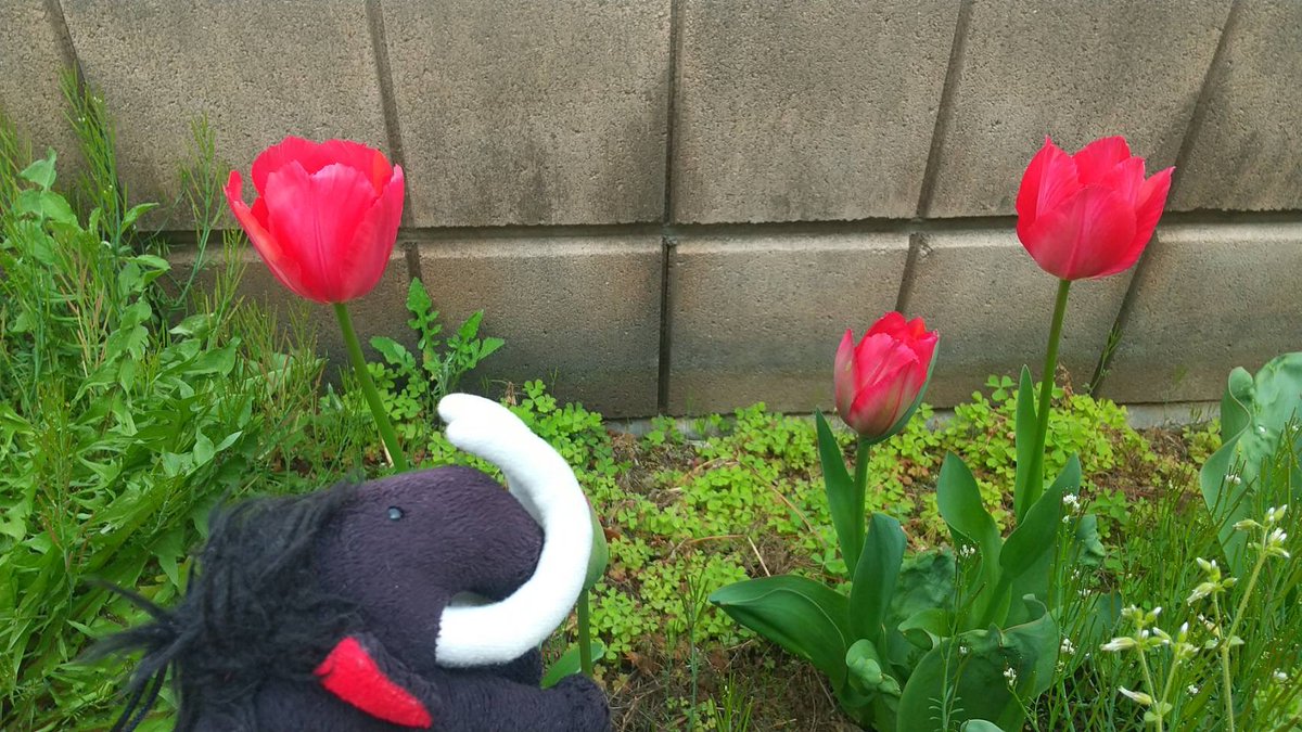 🦣🐘くぁ…だん@言いにくい けどこのまま。🐘🦣 tweet media