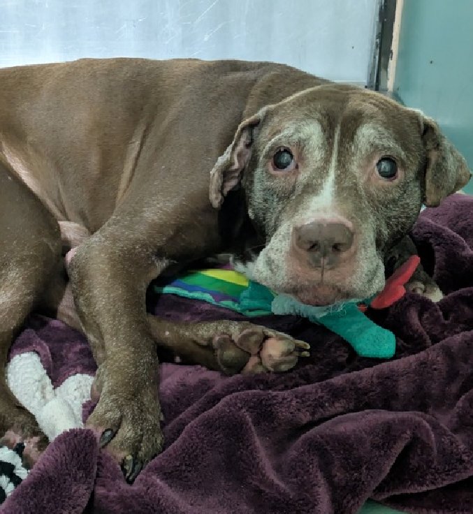 Lisa Brabson. tweet media