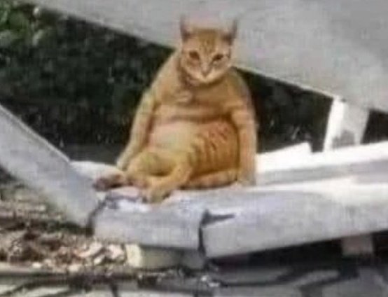 ✦ ナタリ ✦ tweet media