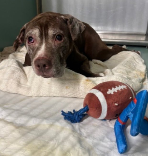 Lisa Brabson. tweet media