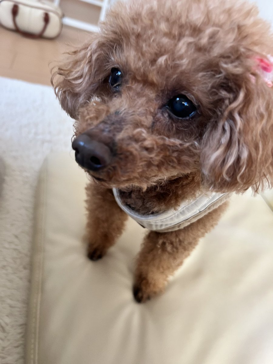 🌸2011.10.11（14歳5ヶ月） tweet media