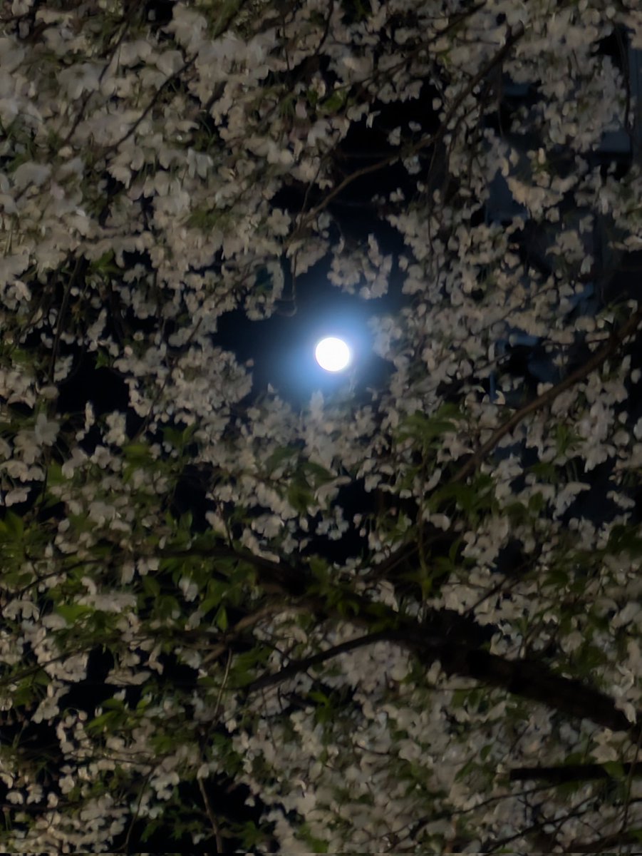 江夏　亜希子 tweet media