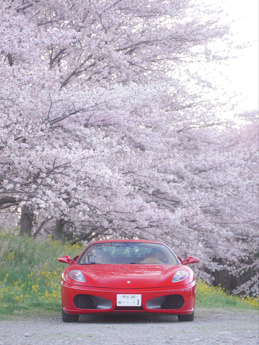 R35RuiGTR's tweet photo. #桜と愛車
#愛車と桜 
#F430 https://t.co/zxLD7RXHDn
