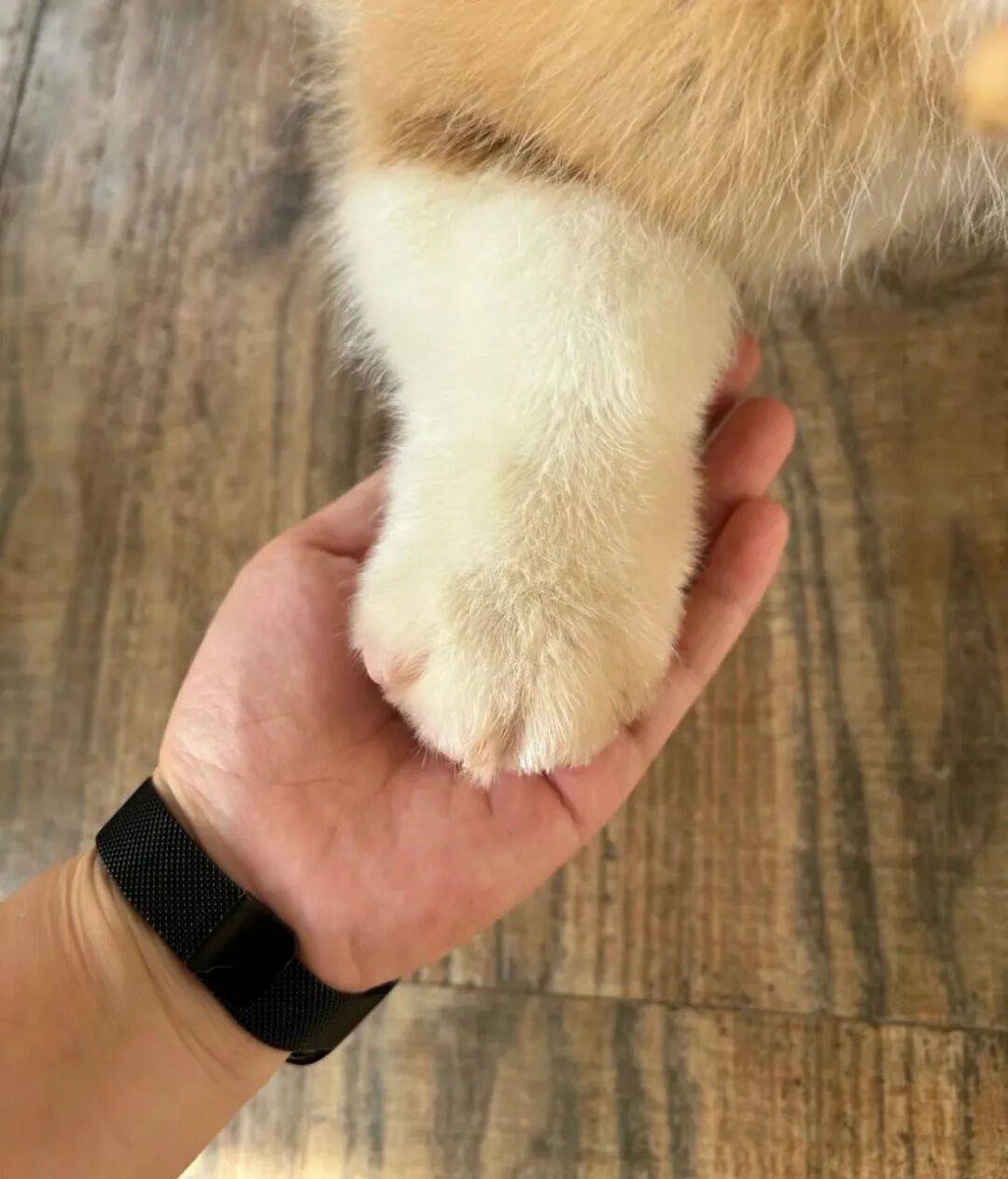 mstaffetti's tweet image. "Long day My furball’s quiet purr is all I need to hit ‘reset’  #PetLove #HomeWithPets"