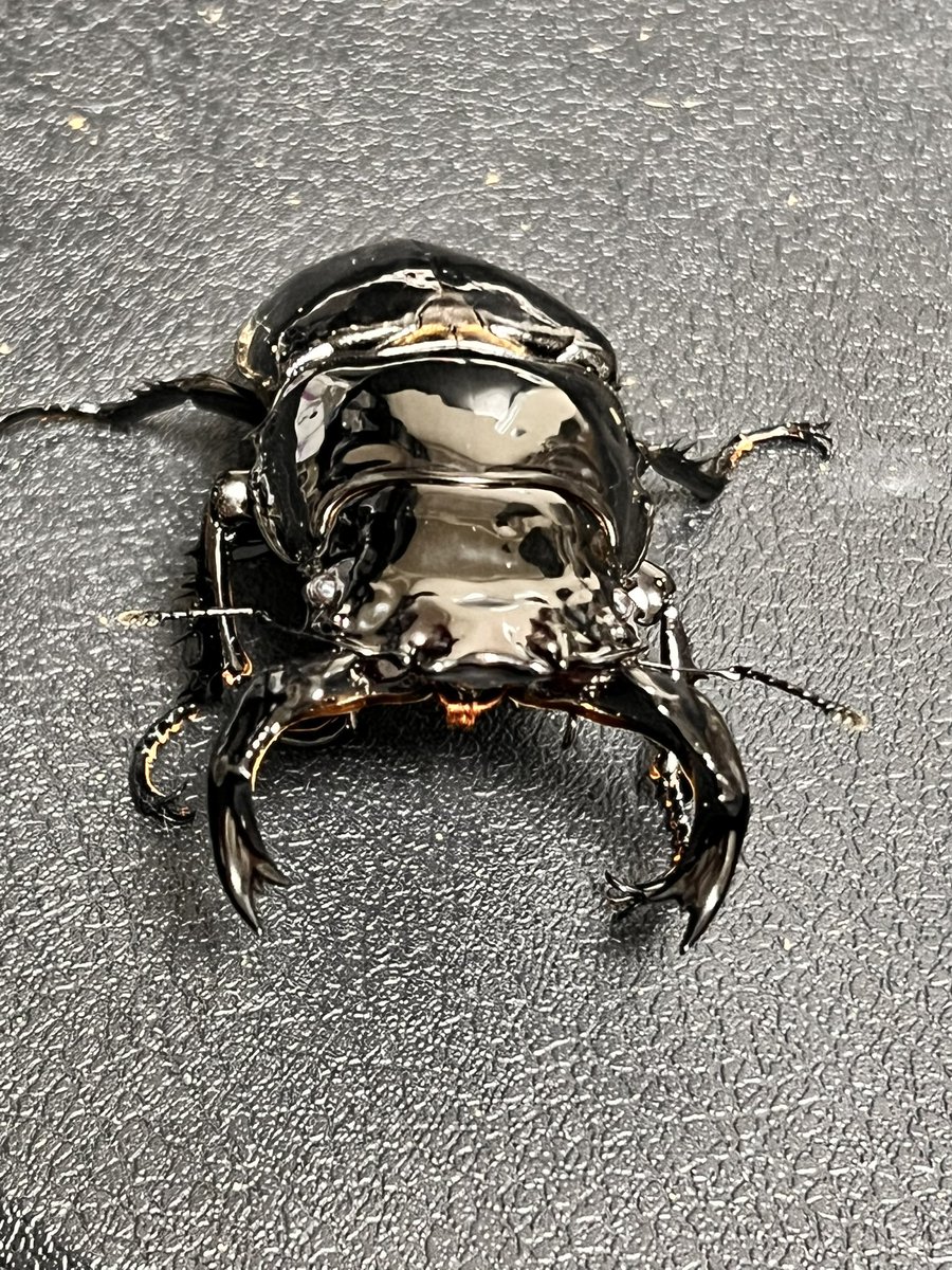 dorcus_laboratory(どるら) tweet media