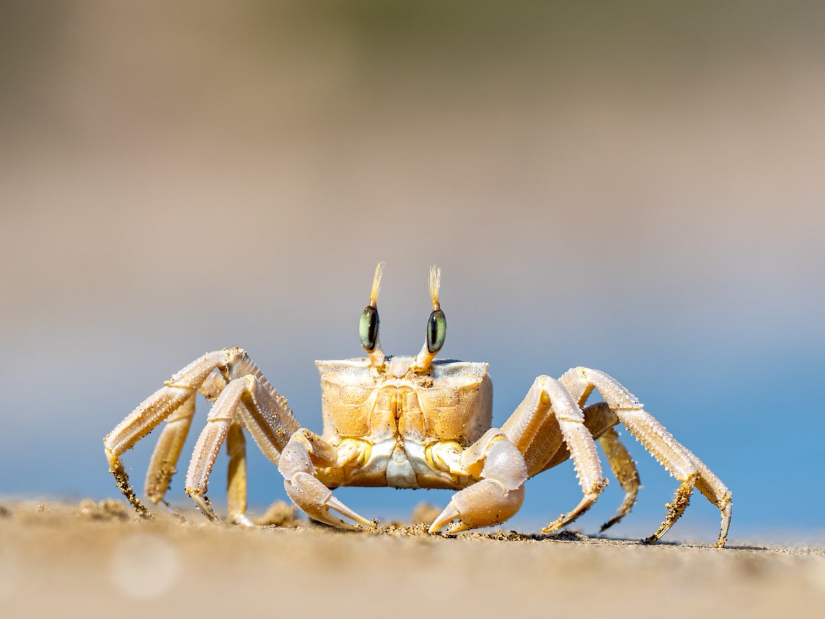 Animal Planet tweet media