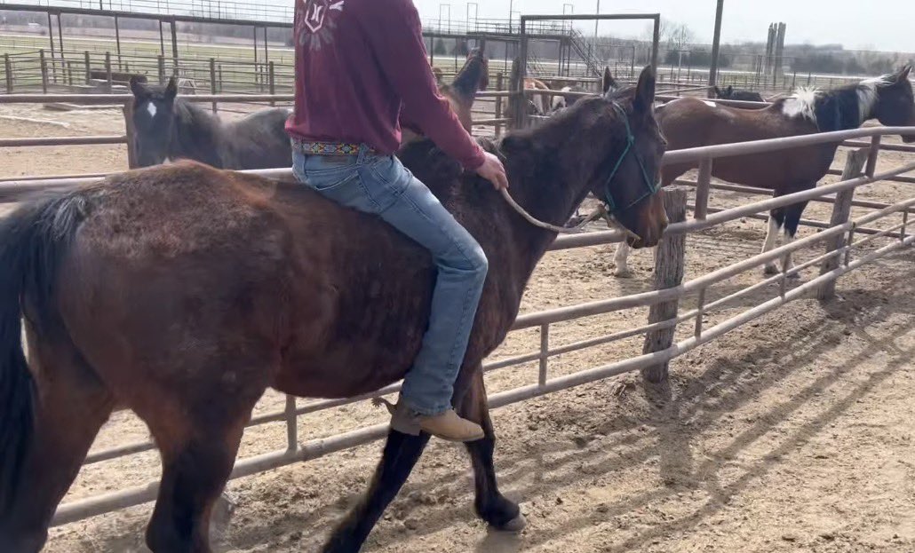 Heart and Hooves rescue/ Freedom Valley Rescue tweet media